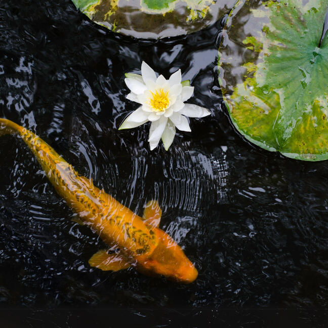 Koi Tarot Tarot